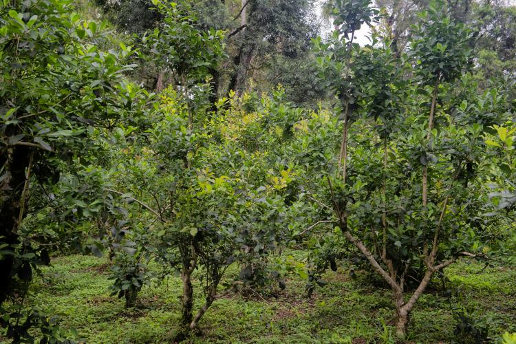 Erva mate São Mateus do Sul