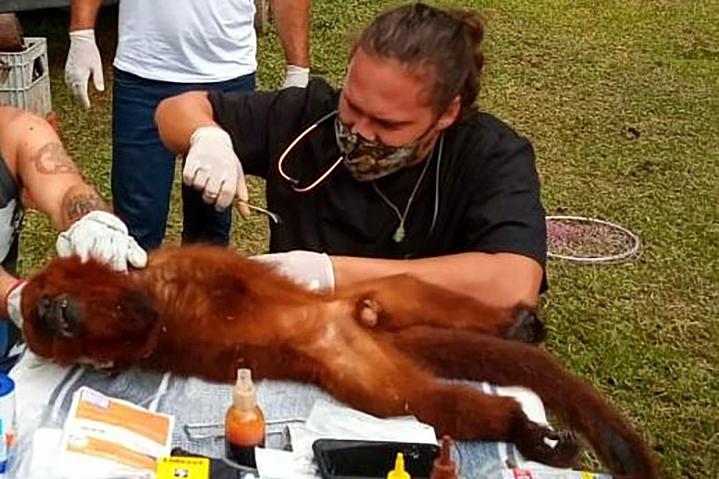 Macaco bugio é resgatado machucado e encaminhado para tratamento em CAFS.