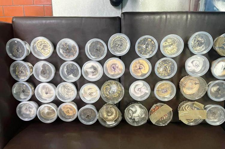 Cobras, tartarugas e um lagarto são apreendidos e encaminhados a CAFS, em Guarapuava