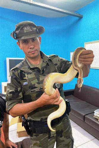 Cobras, tartarugas e um lagarto são apreendidos e encaminhados a CAFS, em Guarapuava