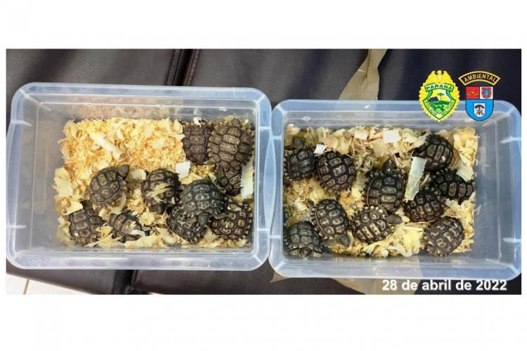 Cobras, tartarugas e um lagarto são apreendidos e encaminhados a CAFS, em Guarapuava