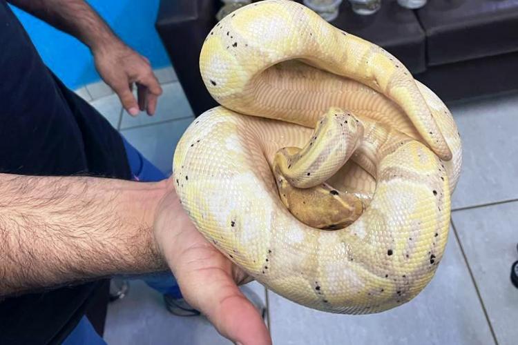 Cobras, tartarugas e um lagarto são apreendidos e encaminhados a CAFS, em Guarapuava