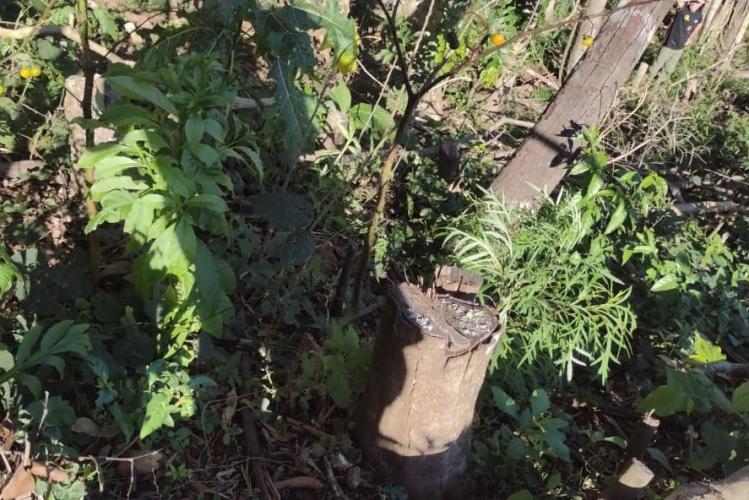 Fiscalização do IAT identifica 336 hectares de desmatamento e resulta em multas de R$2,33 milhões