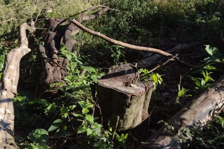 Fiscalização do IAT identifica 336 hectares de desmatamento e resulta em multas de R$2,33 milhões