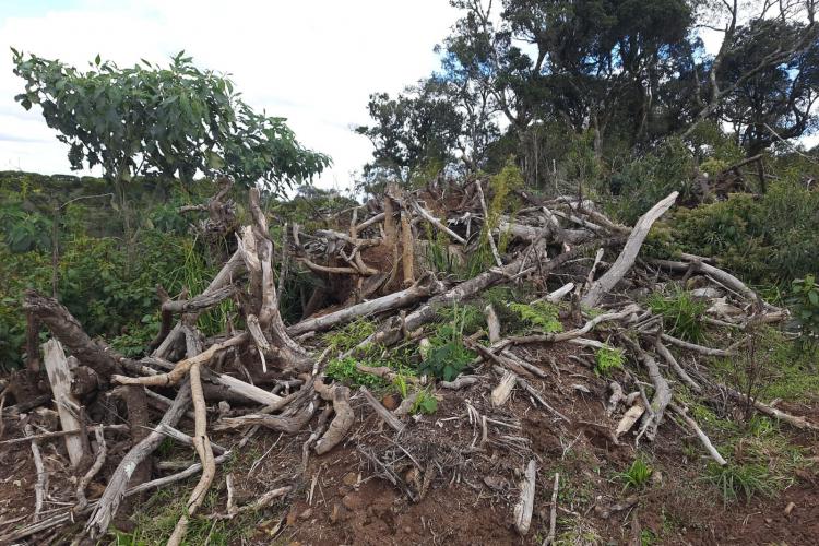 Fiscalização do IAT identifica 336 hectares de desmatamento e resulta em multas de R$2,33 milhões