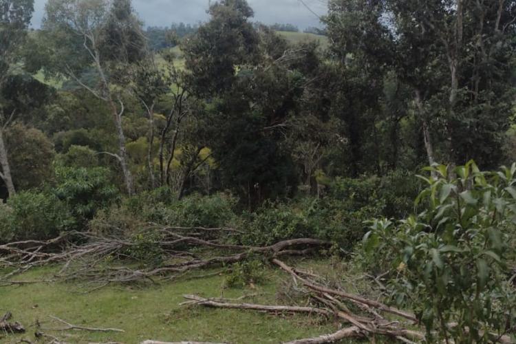 Fiscalização do IAT identifica 336 hectares de desmatamento e resulta em multas de R$2,33 milhões
