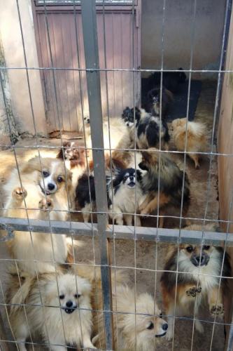 Mais de 150 animais são identificados com sinais de maus tratos em Pato Branco