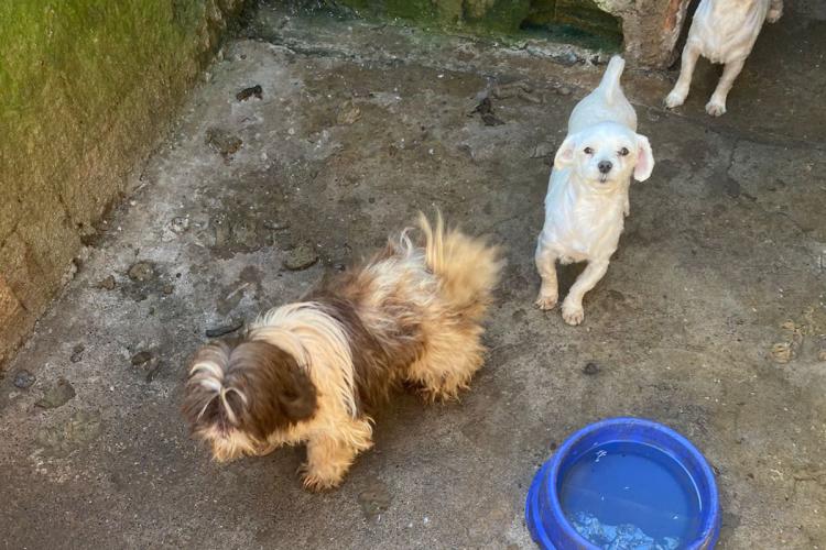 Mais de 150 animais são identificados com sinais de maus tratos em Pato Branco