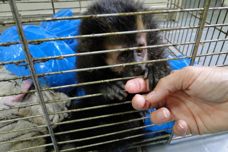 Semana do Meio Ambiente reúne estudantes em palestra sobre cuidado a animais silvestres -