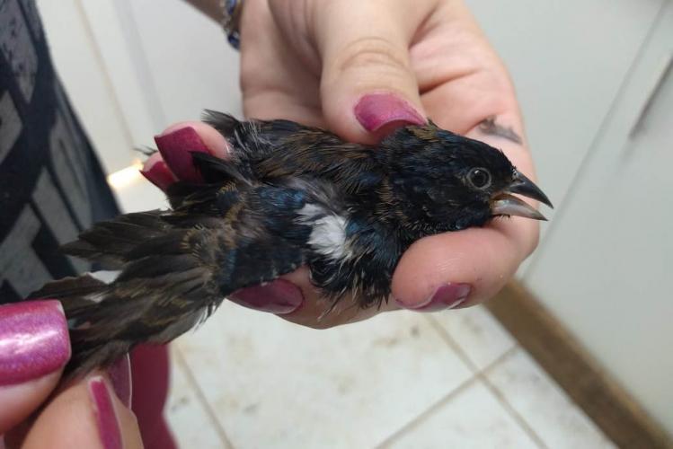 Instituto Água e Terra institui a Frente de Especialistas em Reconhecimento de Animais Silvestres - Foto: Alessandro Vieira/SEDEST-PARANÁ Instituto Água e Terra institui a Frente de Especialistas em Reconhecimento de Animais Silvestres -