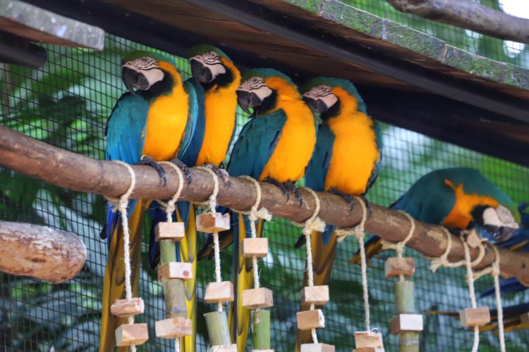 04/2019 - Foz do Iguaçu - Parque das Aves. Foto: José Fernando Ogura/ANPr
