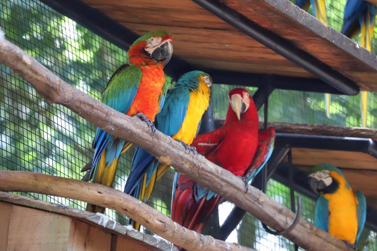 04/2019 - Foz do Iguaçu - Parque das Aves. Foto: José Fernando Ogura/ANPr