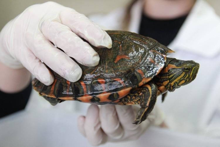 Instituto Água e Terra institui a Frente de Especialistas em Reconhecimento de Animais Silvestres - Foto: Alessandro Vieira/SEDEST-PARANÁ Instituto Água e Terra institui a Frente de Especialistas em Reconhecimento de Animais Silvestres -Foto: Alessandro Vieira/SEDEST-PARANÁ