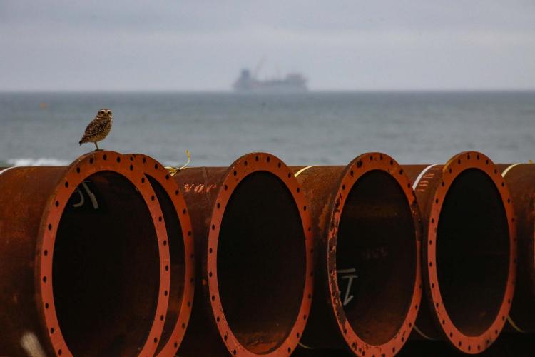 Lançamento da engorda de Matinhos