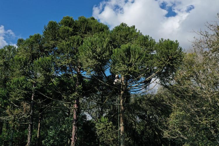 Paraná líder em sustentabilidade