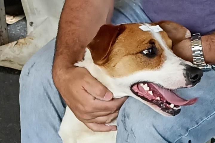 Mais de 2.000 cães e gatos serão atendidos pelo CastraPet Paraná nesta semana.