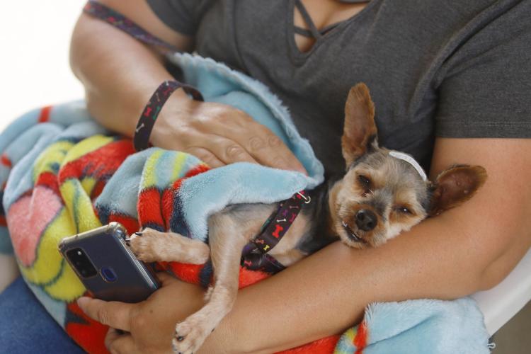 Mais de 2.000 cães e gatos serão atendidos pelo CastraPet Paraná nesta semana.