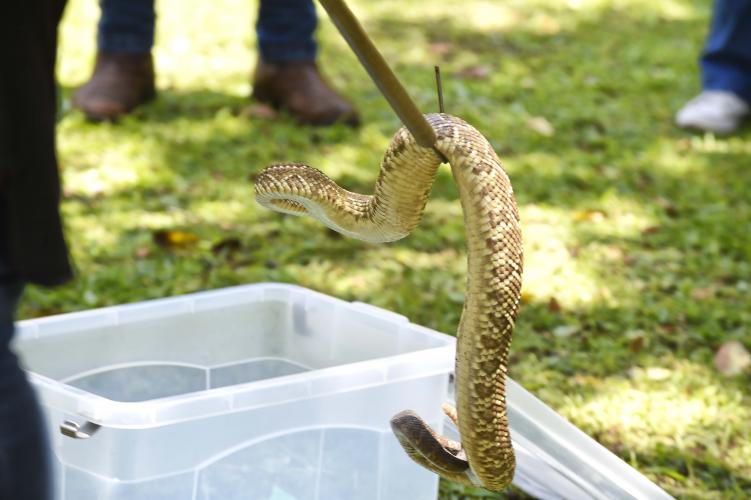 IAT reúne gestores municipais para orientação sobre atendimento aos animais silvestres vitimados Foto: Denis Ferreira Netto/SEDEST