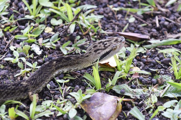 IAT reúne gestores municipais para orientação sobre atendimento aos animais silvestres vitimados Foto: Denis Ferreira Netto/SEDEST