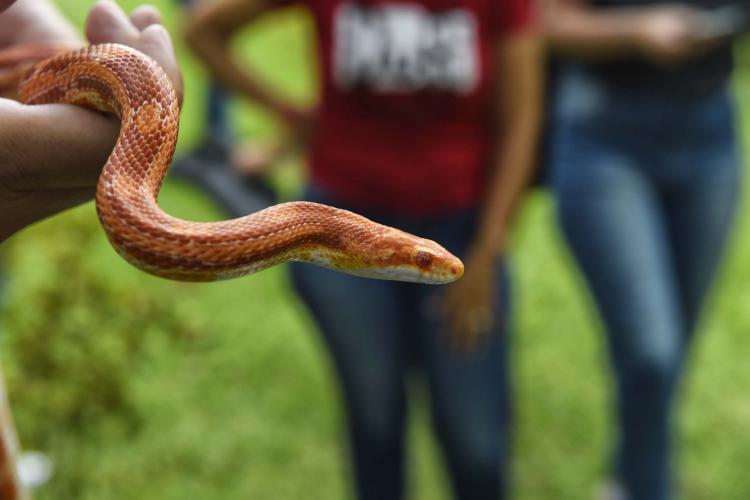 IAT reúne gestores municipais para orientação sobre atendimento aos animais silvestres vitimados Foto: Denis Ferreira Netto/SEDEST