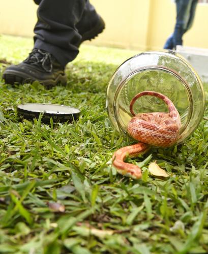 IAT reúne gestores municipais para orientação sobre atendimento aos animais silvestres vitimados Foto: Denis Ferreira Netto/SEDEST