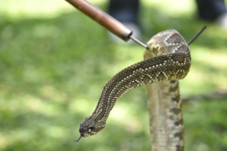 IAT reúne gestores municipais para orientação sobre atendimento aos animais silvestres vitimados Foto: Denis Ferreira Netto/SEDEST