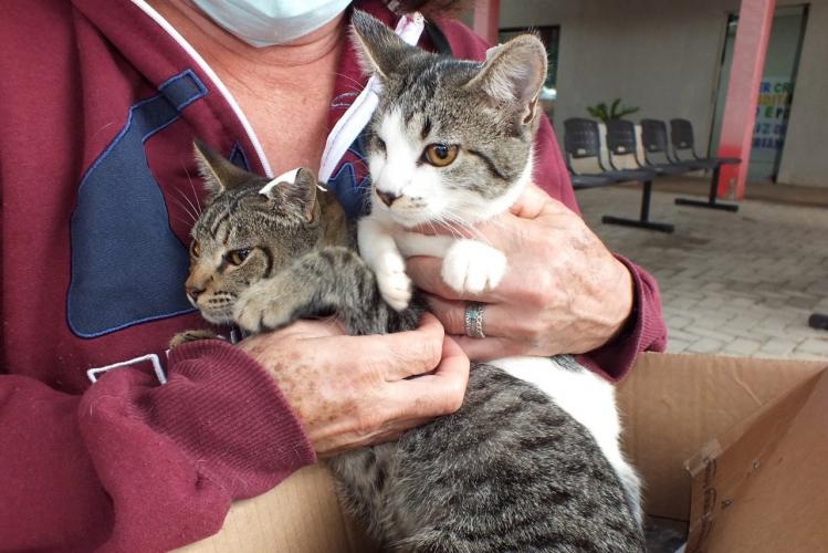 Mais de 2.000 cães e gatos serão atendidos pelo CastraPet Paraná nesta semana.