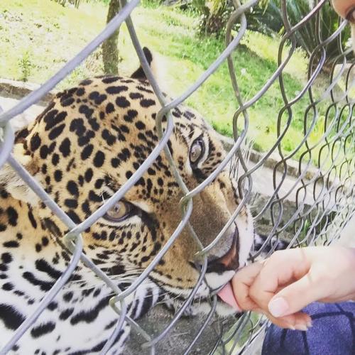 Paraná está na campanha nacional para prevenir atropelamentos de animais silvestres nas rodovias Foto: Alessandro Vieira/SEDEST Paraná está na campanha nacional para prevenir atropelamentos de animais silvestres nas rodovias