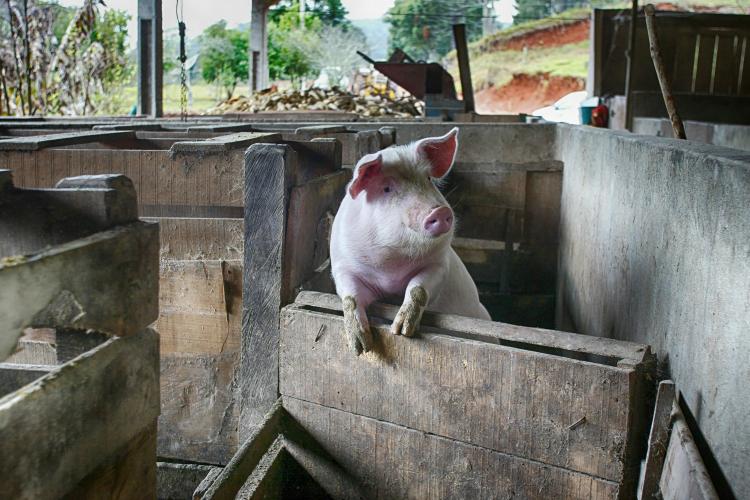 Licenças ambientais indicam R$ 68 bilhões em novos investimentos privados em 2022