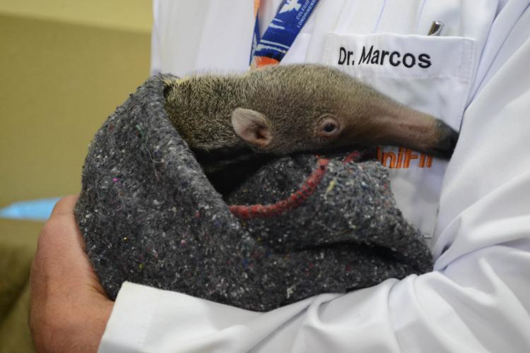 Estado atende cerca de 37 mil animais domésticos e silvestres em 2022