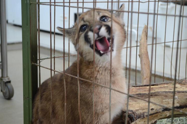 Estado atende cerca de 37 mil animais domésticos e silvestres em 2022