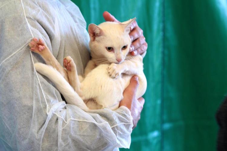 Estado atende cerca de 37 mil animais domésticos e silvestres em 2022