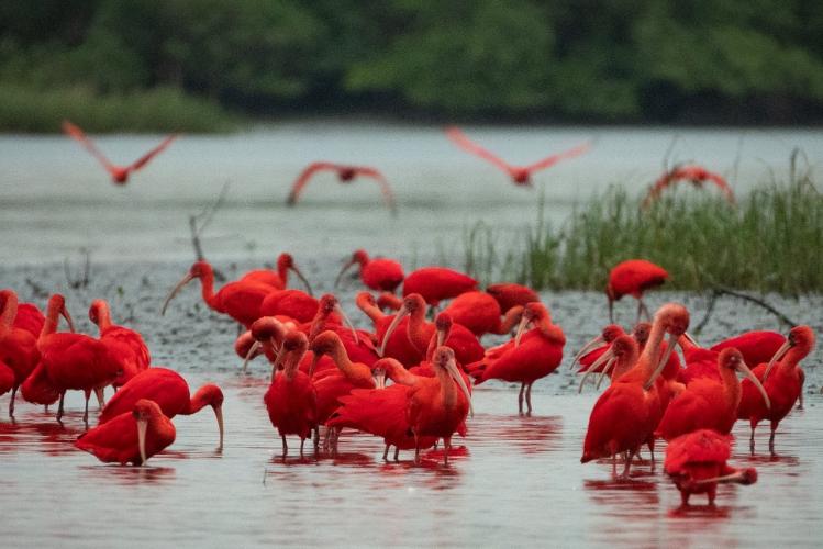 IAT e Instituto Guaju iniciam campanha para preservar a vida dos guarás em Guaratuba