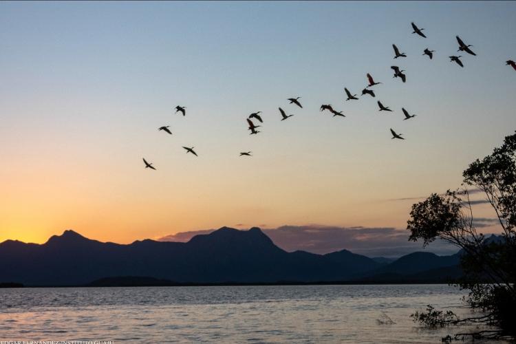 IAT e Instituto Guaju iniciam campanha para preservar a vida dos guarás em Guaratuba