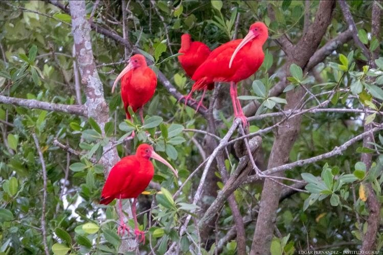 IAT e Instituto Guaju iniciam campanha para preservar a vida dos guarás em Guaratuba