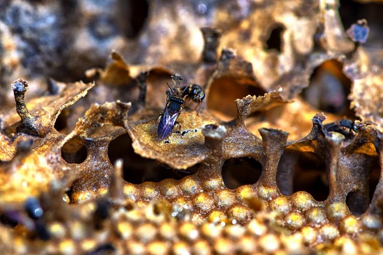 Projeto premiado de reintrodução de abelhas na natureza, Poliniza Paraná completa um ano