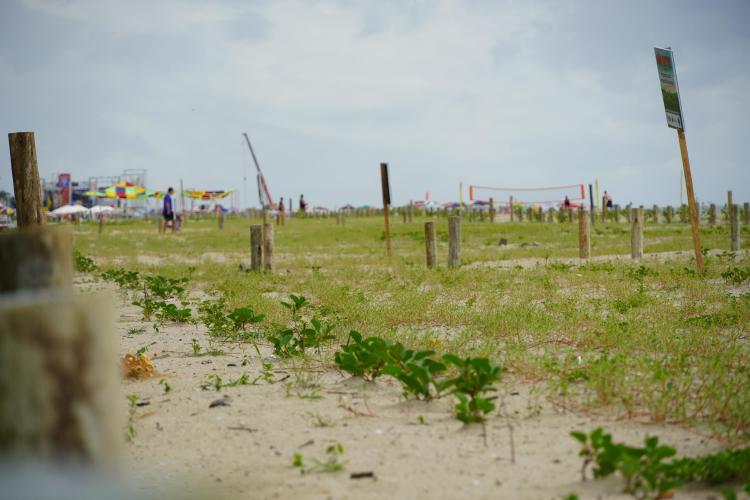 Revitalização da orla vai ampliar em quase cinco vezes a área de restinga nativa de Matinhos