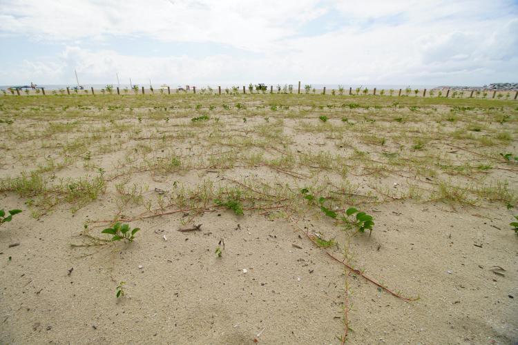 Revitalização da orla vai ampliar em quase cinco vezes a área de restinga nativa de Matinhos
