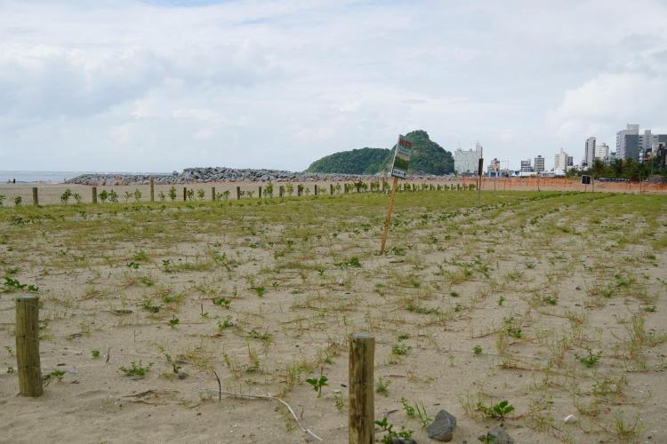 Revitalização da orla vai ampliar em quase cinco vezes a área de restinga nativa de Matinhos