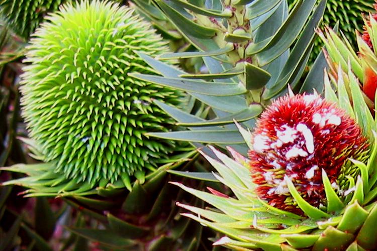 Árvore-símbolo do Paraná, Araucária é a muda mais procurada nos viveiros do Estado