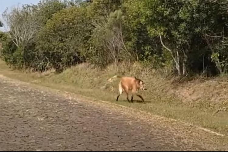 Lobo-guará aparece perto da portaria do Parque de Vila Velha.