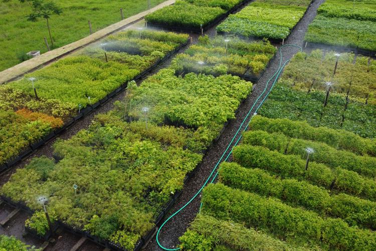 Paraná mais verde: Estado apresentou queda de 73% no desmatamento ilegal da Mata Atlântica entre 2023 e 2024.