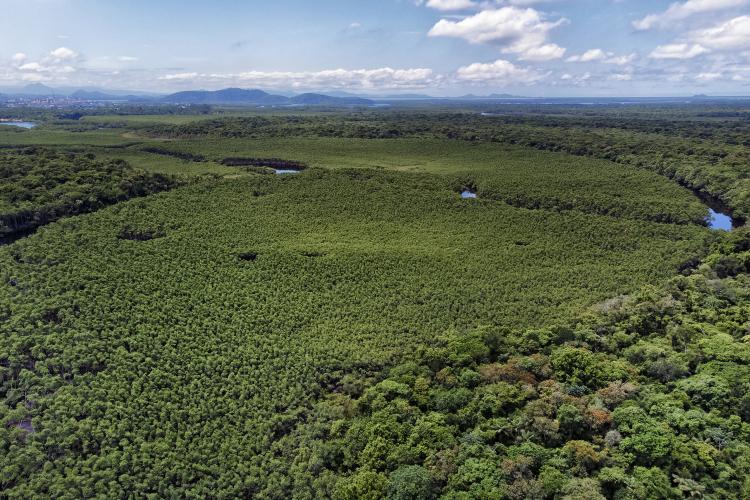 Paraná mais verde: Estado apresentou queda de 73% no desmatamento ilegal da Mata Atlântica entre 2023 e 2024.