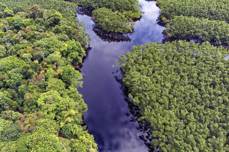 Paraná mais verde: Estado apresentou queda de 73% no desmatamento ilegal da Mata Atlântica entre 2023 e 2024.