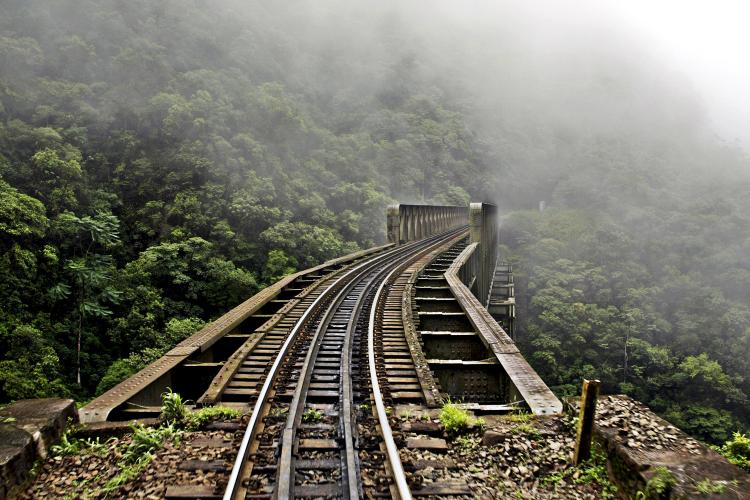 Paraná mais verde: Estado apresentou queda de 73% no desmatamento ilegal da Mata Atlântica entre 2023 e 2024.