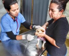 Castração gratuita de cães e gatos inicia ações do Julho Dourado