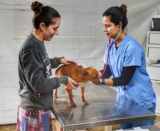 Castração gratuita de cães e gatos inicia ações do Julho Dourado