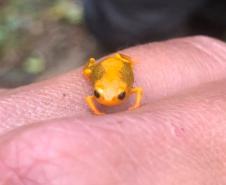 Uma das espécies estudadas dentro das Unidades de Conservação administras pelo IAT foi o sapinho-da-montanha Brachycephalus pernix, espécie endêmica do Morro do Anhangava, em Quatro Barras, na Região Metropolitana de Curitiba