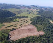 Desmatamento reduziu 42% no Paraná em 2022, aponta relatório do MapBiomas