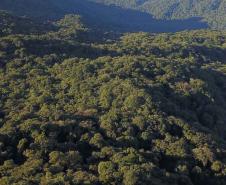 Desmatamento reduziu 42% no Paraná em 2022, aponta relatório do MapBiomas